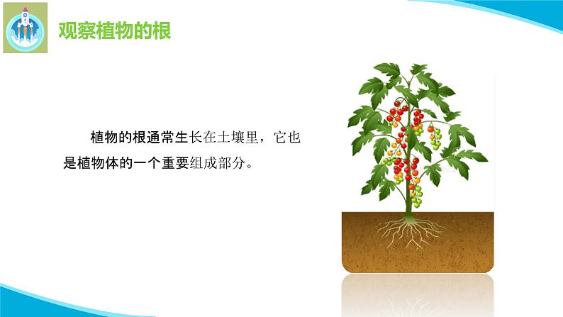 粤教版科学三年级下册科学14植物的根PPT新版课件第4页