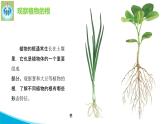 粤教版科学三年级下册科学14植物的根PPT新版课件