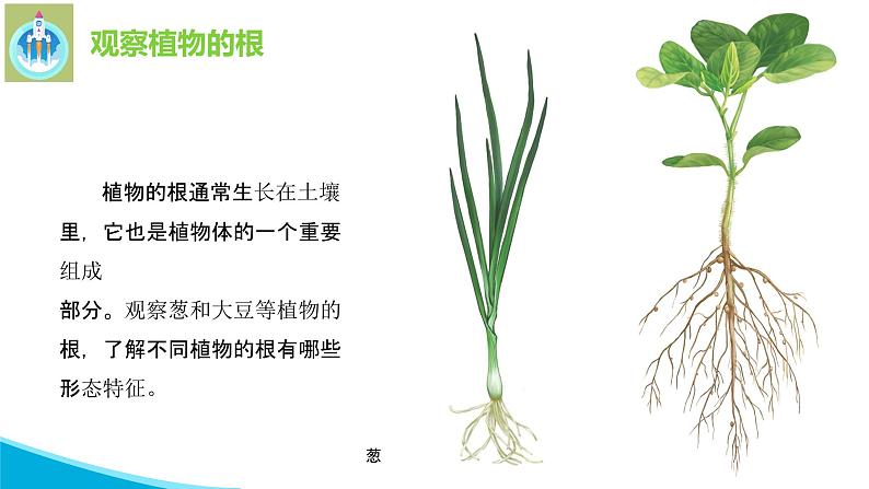 粤教版科学三年级下册科学14植物的根PPT新版课件第5页