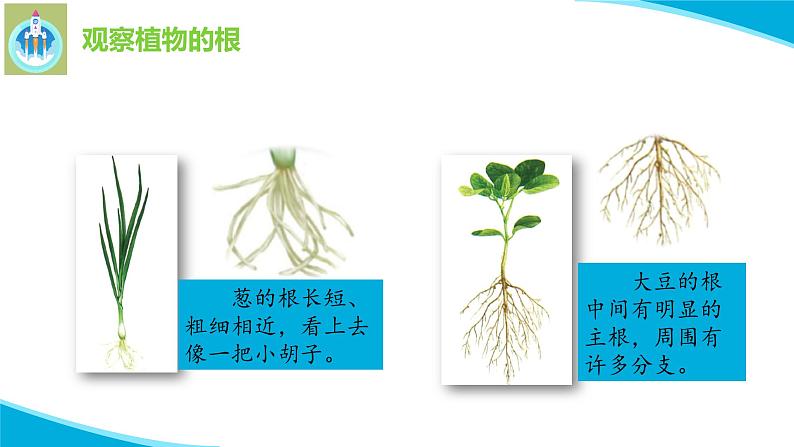 粤教版科学三年级下册科学14植物的根PPT新版课件第6页