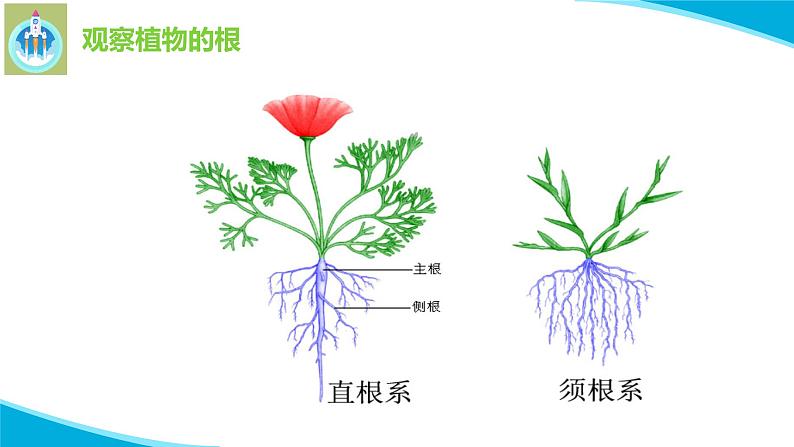 粤教版科学三年级下册科学14植物的根PPT新版课件第7页