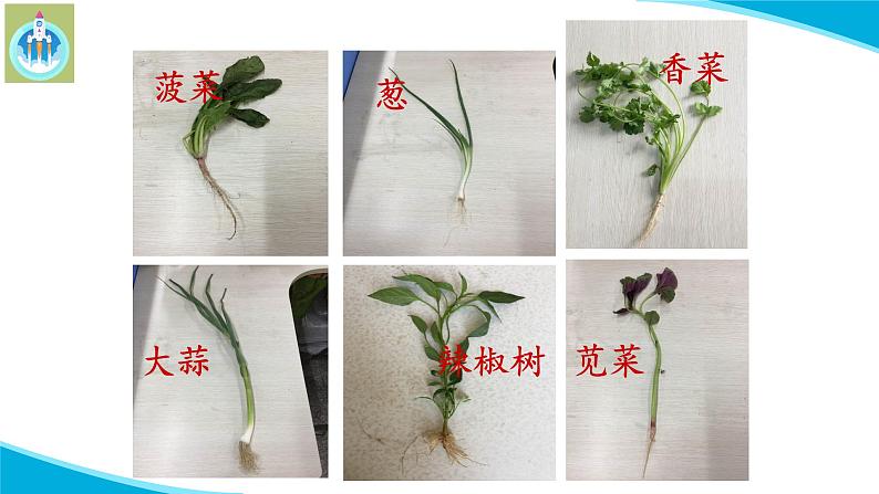 粤教版科学三年级下册科学14植物的根PPT新版课件第8页