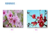 粤教版科学三年级下册科学15植物的花PPT课件