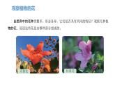 粤教版科学三年级下册科学15植物的花PPT课件