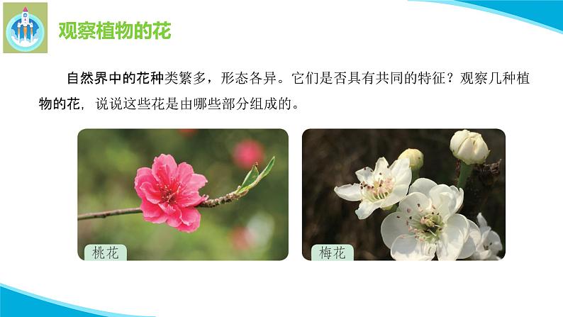 粤教版科学三年级下册科学15植物的花PPT课件修改版03