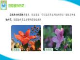粤教版科学三年级下册科学15植物的花PPT课件修改版