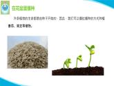 粤教粤科版科学四年级上册1种番茄PPT课件