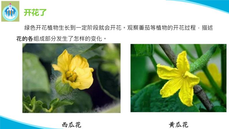 粤教粤科版科学四年级上册2开花和结果PPT课件修改04