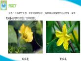 粤教粤科版科学四年级上册2开花和结果PPT课件修改