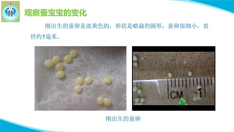 粤教粤科版科学四年级上册5一起来养蚕课件PPT07