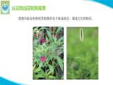 粤教版科学四年级下册3凤仙花与狗尾草PPT课件新版