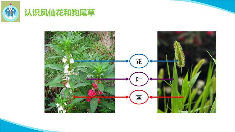 粤教版科学四年级下册3凤仙花与狗尾草PPT课件新版07