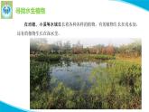 粵教版科學(xué)四年級(jí)下冊(cè)5睡蓮和荷花PPT課件新版