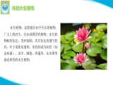 粵教版科學(xué)四年級(jí)下冊(cè)5睡蓮和荷花PPT課件新版