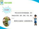 粵教版科學(xué)四年級(jí)下冊(cè)5睡蓮和荷花PPT課件新版