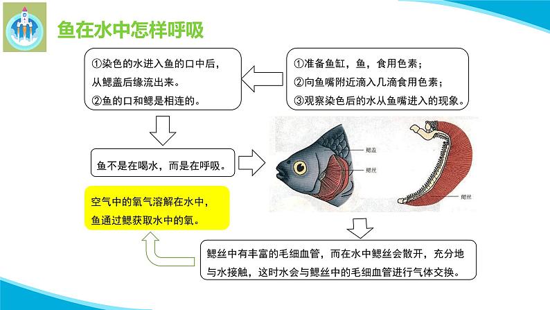 粤教版科学四年级下册8动物需要空气PPT课件新版06