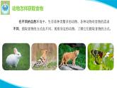 粤教版科学四年级下册11动物的行为PPT课件新版