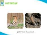 粤教版科学四年级下册11动物的行为PPT课件新版