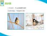 粤教版科学四年级下册13专题研究帮鸟儿建个家PPT课件新版