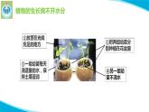 粤科粤教版科学五年级上册课件1植物需要水分