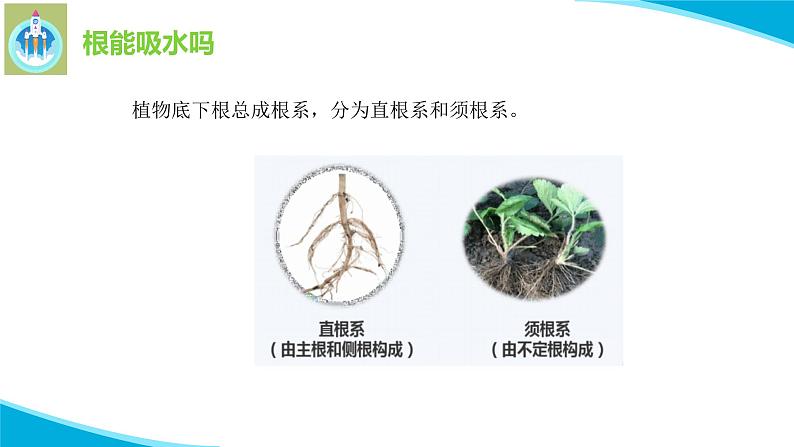 粤科粤教版科学五年级上册课件2根对水分的吸收06