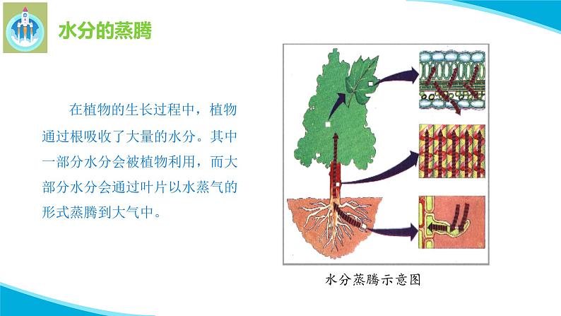 粤科粤教版科学五年级上册课件5叶会蒸腾水分吗第7页