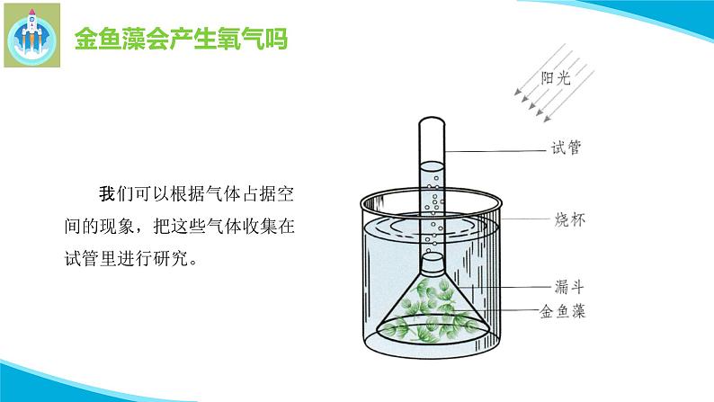 粤科粤教版科学五年级上册课件7植物能够利用阳光05