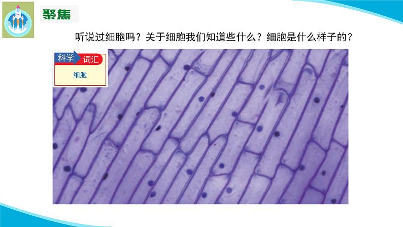 (2022)粤教版科学五年级下册9用显微镜来观察PPT课件新版第5页