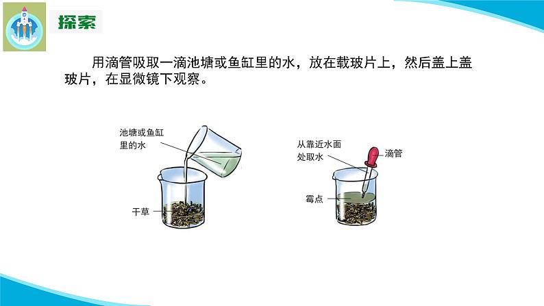 (2022)粤教版科学五年级下册10微小的生命世界PPT课件新版05