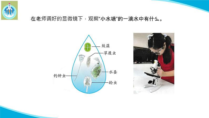 (2022)粤教版科学五年级下册10微小的生命世界PPT课件新版06