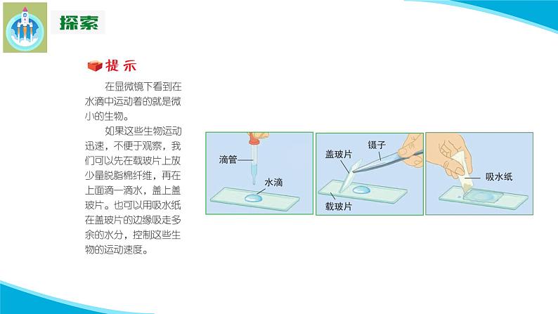 (2022)粤教版科学五年级下册10微小的生命世界PPT课件新版08