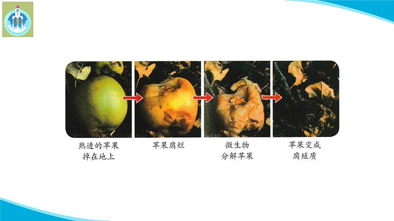 (2022)粤教版科学五年级下册12发霉了PPT课件新版04