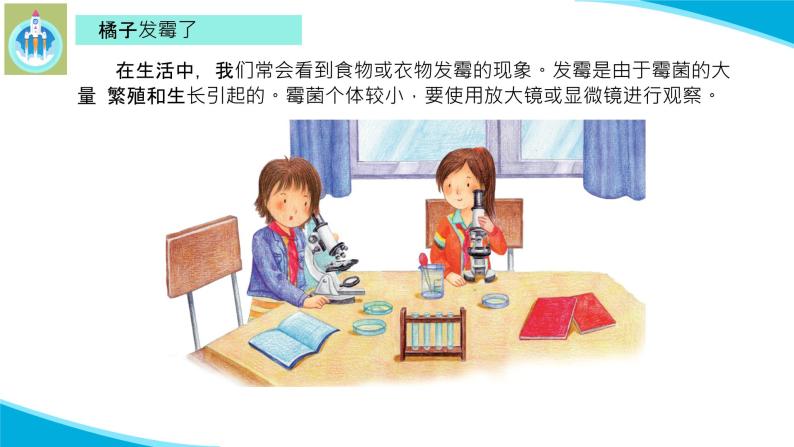 (2022)粤教版科学五年级下册12发霉了PPT课件新版05
