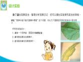 苏教版科学四年级下册11探究昆虫的秘密PPT课件