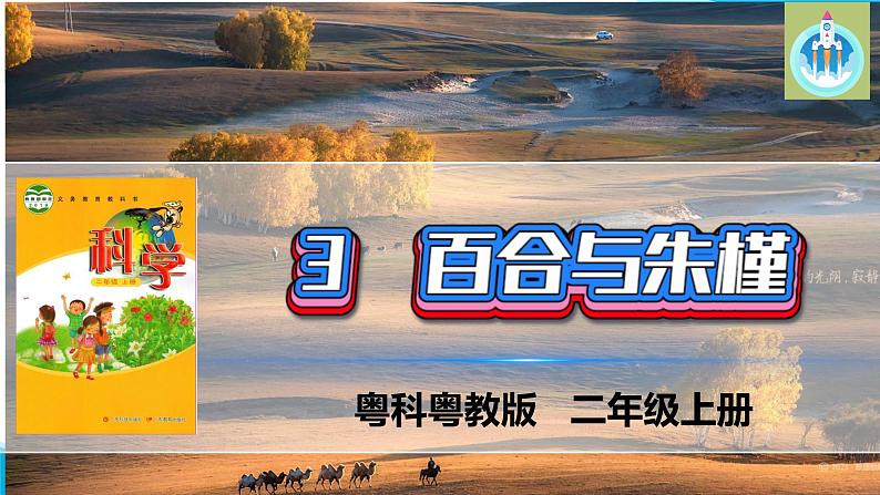 粤科粤教版科学二年级上册3百合与朱瑾课件01
