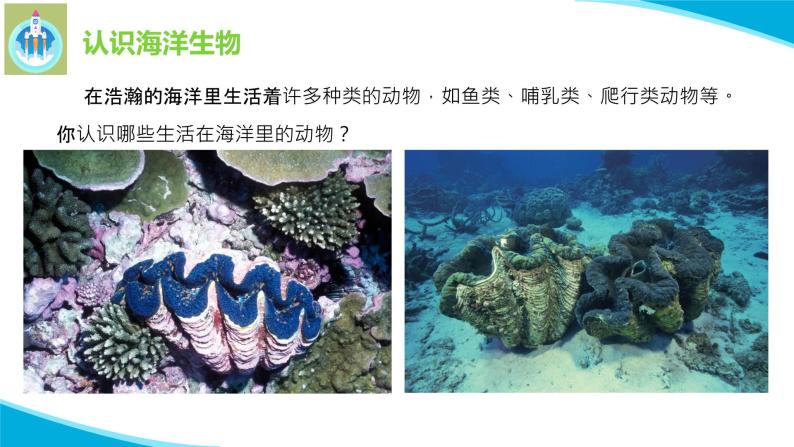 粤科粤教版科学三年级上册第5课海洋里的生物PPT课件07