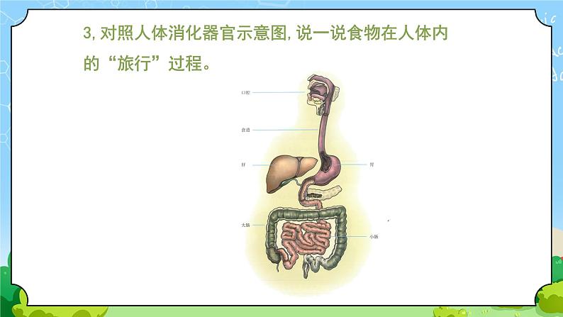 3《食物的消化》课件第5页