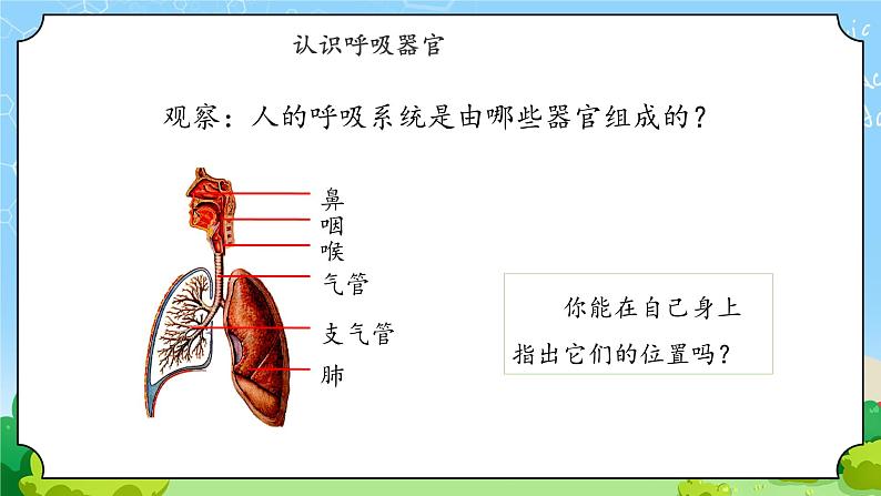 13《呼吸器官》课件第4页