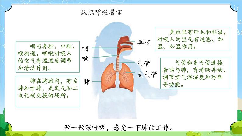 13《呼吸器官》课件第5页