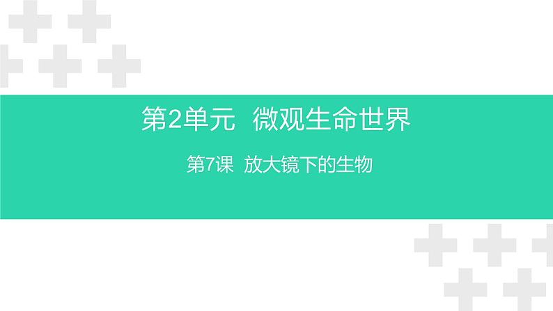 粤教版五年级下册科学《放大镜下的生物》(课件）第1页