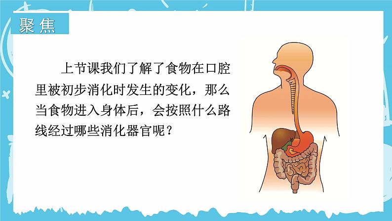 教科版·四年级科学上册第二单元—第8课 食物在身体里的旅行【课件+教案+素材】02