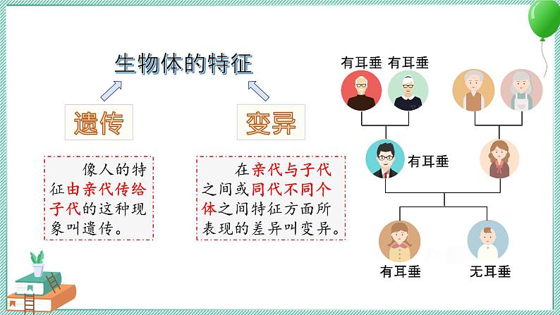 大象版科学六上 第四单元《遗传和变异》复习课件03