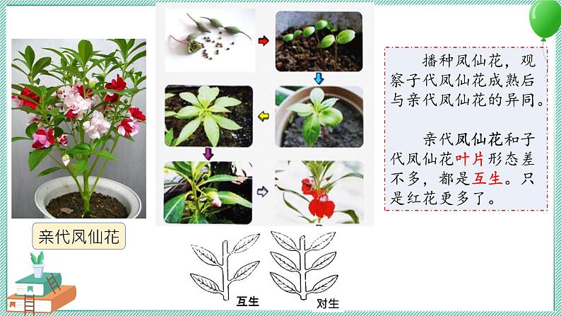 大象版科学六上 第四单元《遗传和变异》复习课件06