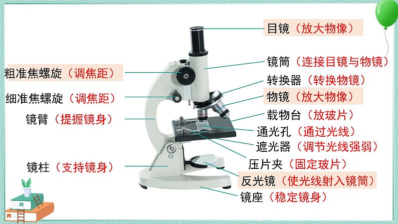 大象版科学六上 第一单元《显微镜下的世界》复习课件02