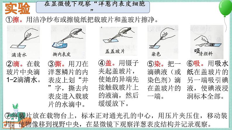 大象版科学六上 第一单元《显微镜下的世界》复习课件06