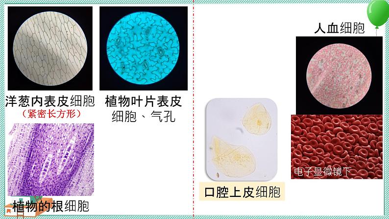 大象版科学六上 第一单元《显微镜下的世界》复习课件07
