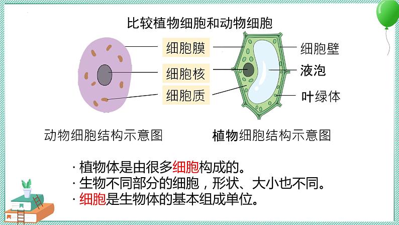 大象版科学六上 第一单元《显微镜下的世界》复习课件08