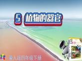 冀教版科學(xué)四年級(jí)下冊(cè)5植物的器官PPT課件新版2022