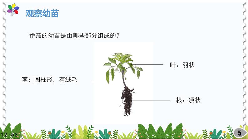 冀教版科学四年级下册5植物的器官PPT课件新版202205