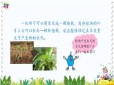 冀教版科学四年级下册6植物的繁殖PPT课件新版2022